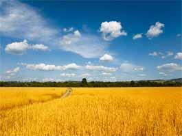 創(chuàng)新引領(lǐng)，綠色儲糧